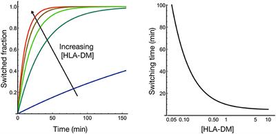 A Missing Switch in Peptide Exchange for MHC Class II Molecules